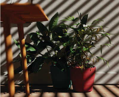 Indoor Plants & Planters